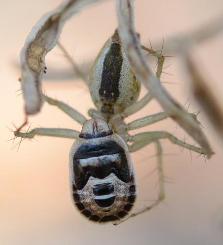 Sciocoris macrocephalus